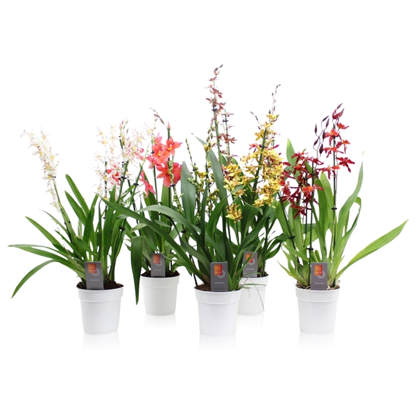 <h4>Inca Cambria Mix 4+ spike</h4>