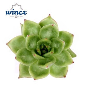 Echeveria Ebony Green Cutflower Wincx-10cm