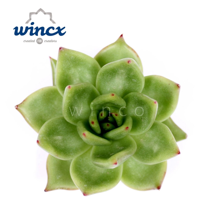 Echeveria Ebony Green Cutflower Wincx-12cm