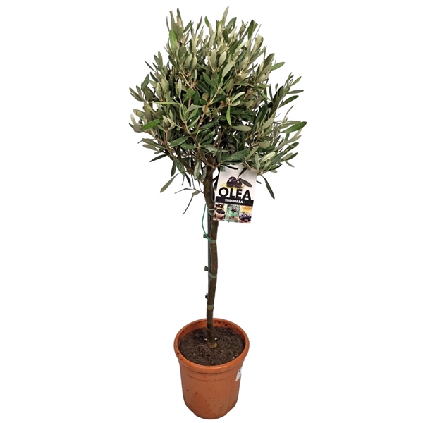 <h4>Olea Europaea Stem - 1241</h4>