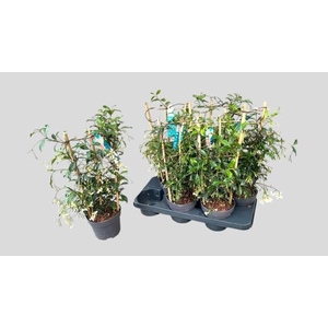 TRAC JASMINOIDES