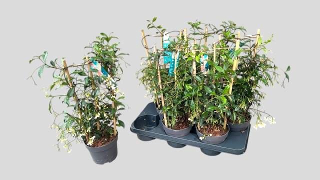 <h4>TRAC JASMINOIDES</h4>