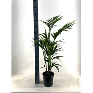 KENTIA - P21 H100 - 5PP - EcoLine (Howea forsteriana)