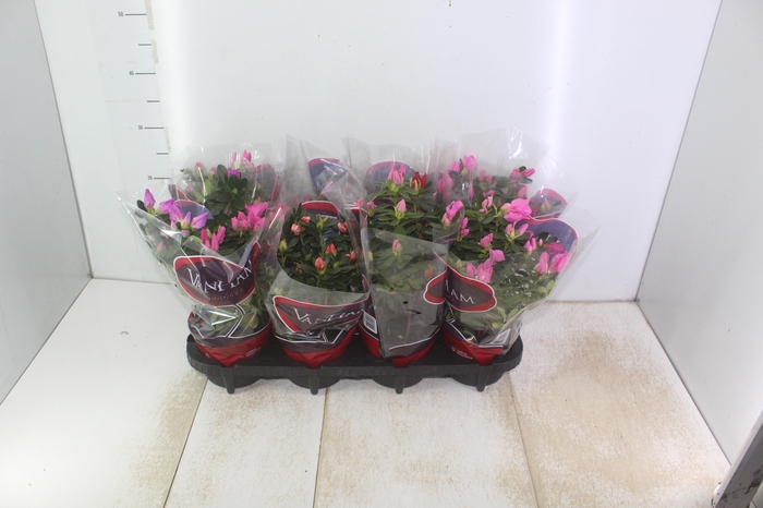 <h4>AZALEIA P14</h4>