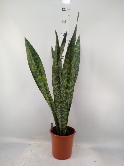 <h4>Sansevieria trifa.   ...</h4>