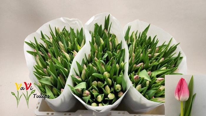 <h4>TU EN JOELLE</h4>