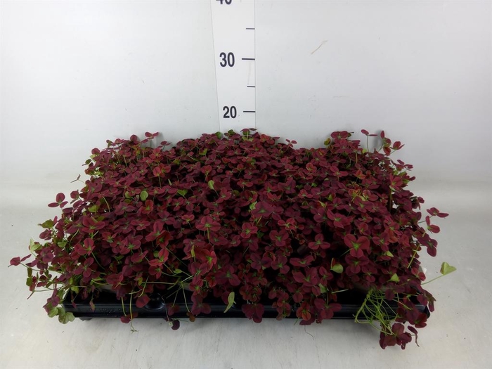 <h4>Trifolium rubens</h4>