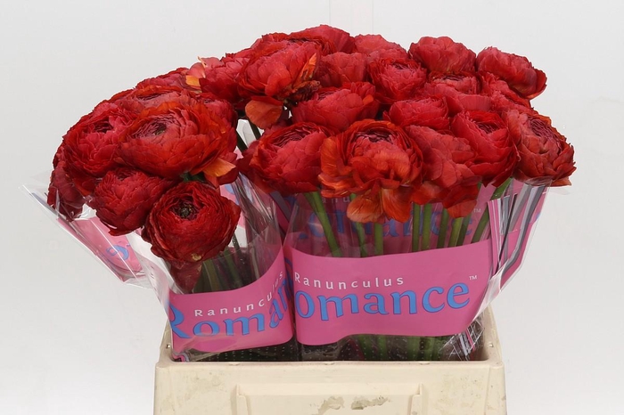 Ranunculus Romance Get Lucky