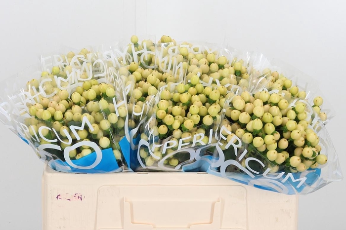 <h4>Hyp Coco Gelato</h4>