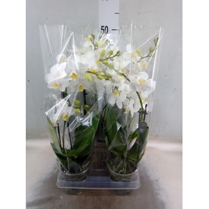 Phalaenopsis multi.   ...white