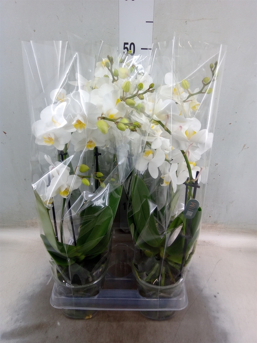 <h4>Phalaenopsis multi.   ...white</h4>