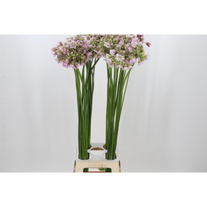 Allium Rosy Bells