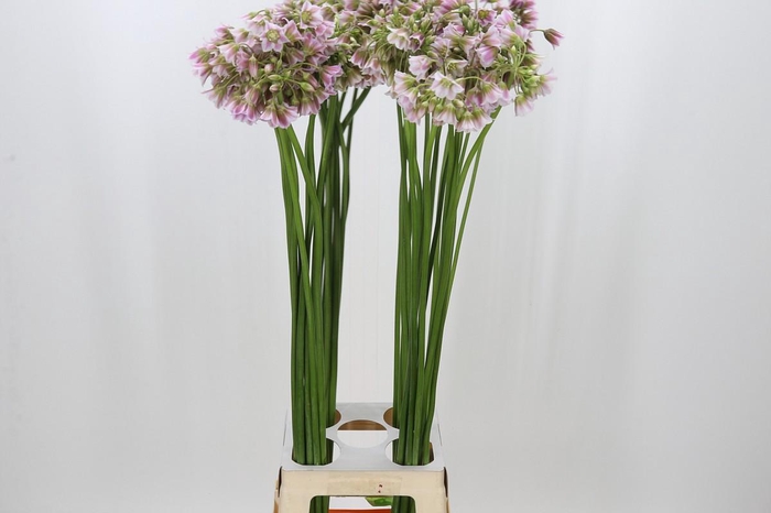 Allium Rosy Bells