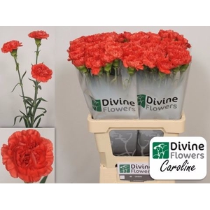 Dianthus ST 'Caroline'