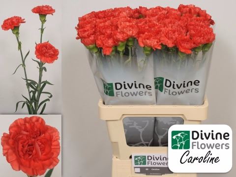 <h4>Dianthus ST 'Caroline'</h4>