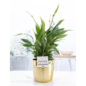 Spathiphyllum Korto in P&PURE Laryssa ceramics shiny gold