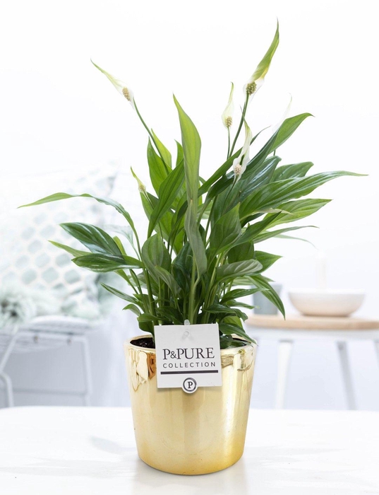 <h4>Spathiphyllum Korto in P&PURE Laryssa ceramics shiny gold</h4>