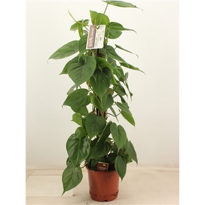 Philodendron scandens Kratiste 80 klimstok