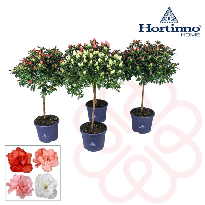 <h4>Hortinno® Home stam 'gemengd' 30 cm</h4>
