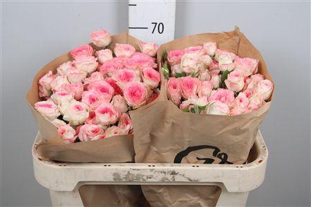 <h4>R Tr Midnight Magic</h4>