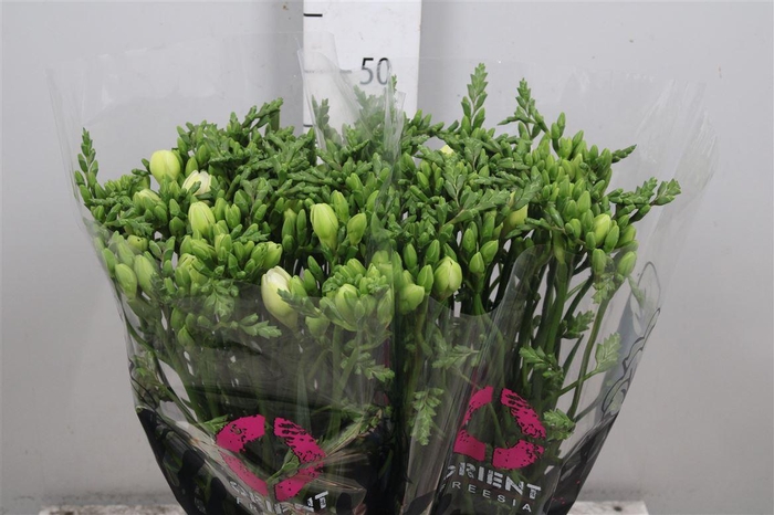 <h4>Fr En Corvette</h4>