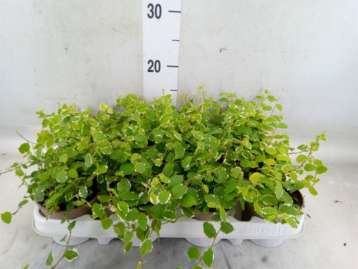 <h4>Ficus pumila 'White Sunny'</h4>