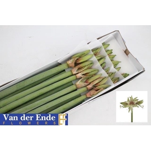 HIPP DI DANCE VALLEY