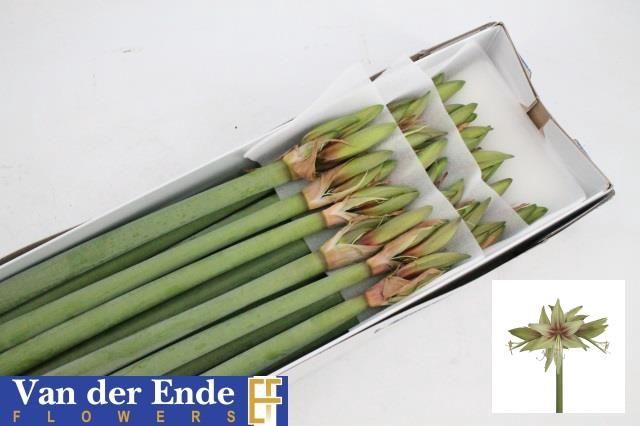 <h4>HIPP DI DANCE VALLEY</h4>