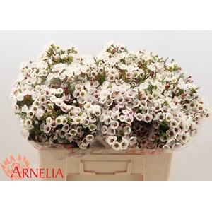 Chamelaucium Moonlight Delight
