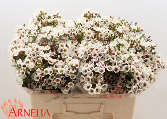 <h4>Chamelaucium Moonlight Delight</h4>