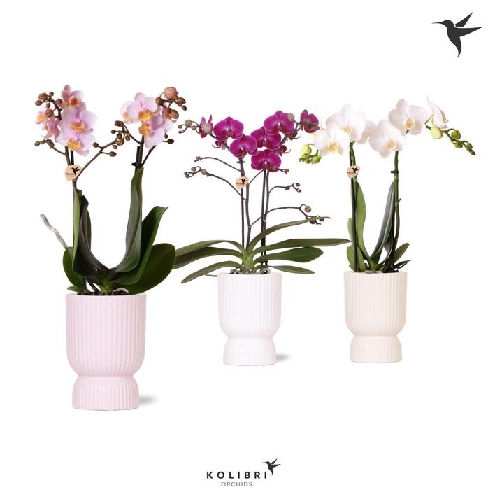 <h4>Kolibri Orchids Phalaenopsis mix 2 spike in Diabolo pot mix</h4>