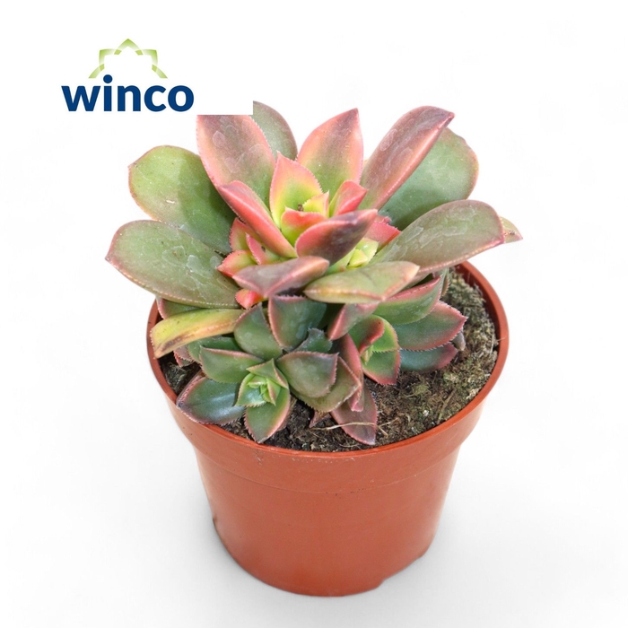 <h4>Aeonium Kiwi (red)</h4>