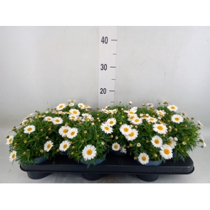 Argyranthemum  'La Rita White'