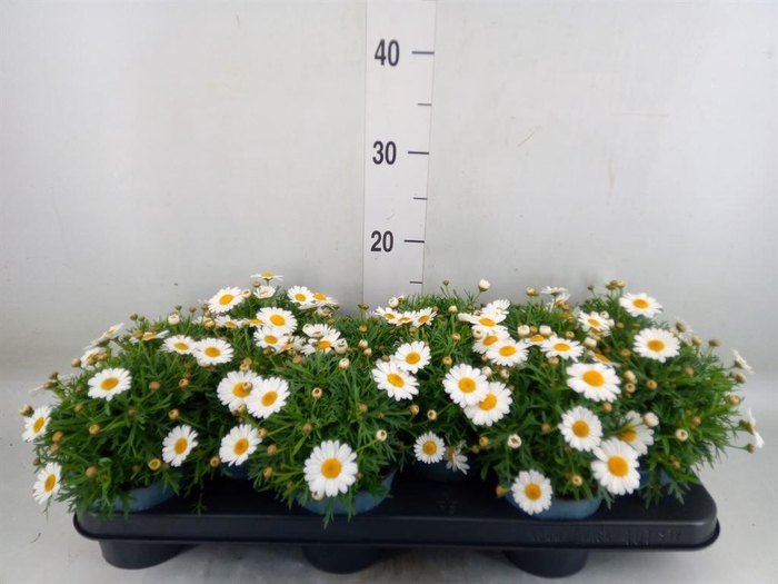 <h4>Argyranthemum  'La Rita White'</h4>