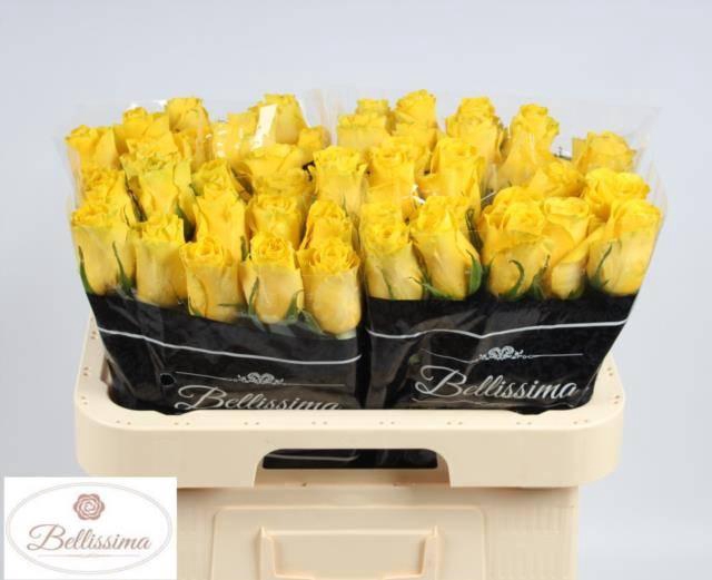 <h4>R Gr Goldfinch</h4>