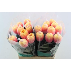 Chr G Kbh Antonov Sunshine