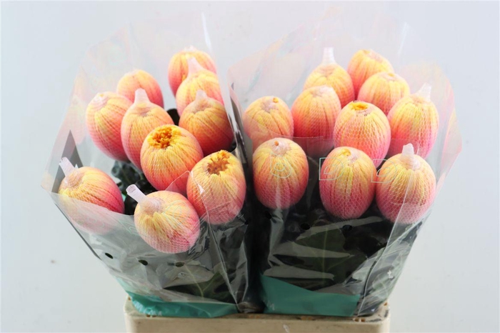 <h4>Chr G Kbh Antonov Sunshine</h4>