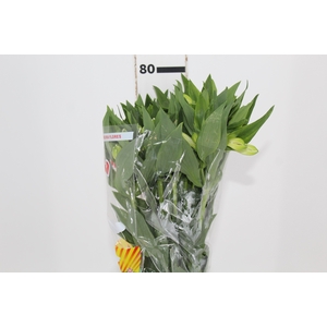 ALSTROEMERIA MISTRAL 080 CM