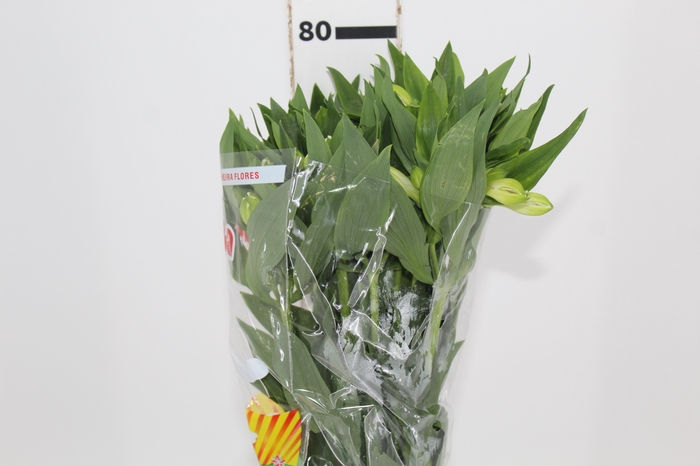 <h4>ALSTROEMERIA MISTRAL 080 CM</h4>