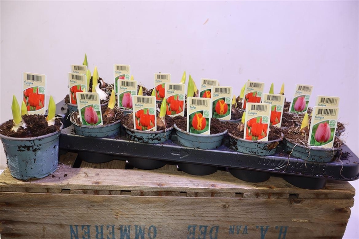 <h4>arr8 Tul Gem 3 Kleuren</h4>