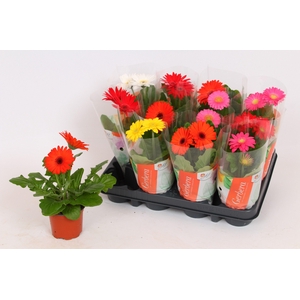 Gerbera hoes (22-25cm)