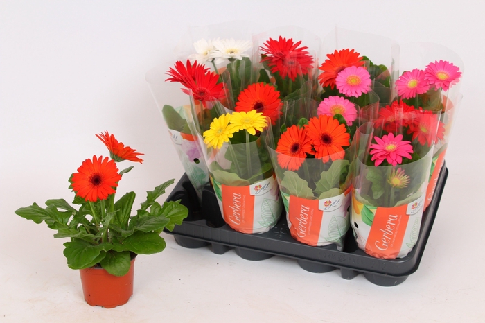 <h4>Gerbera hoes (22-25cm)</h4>