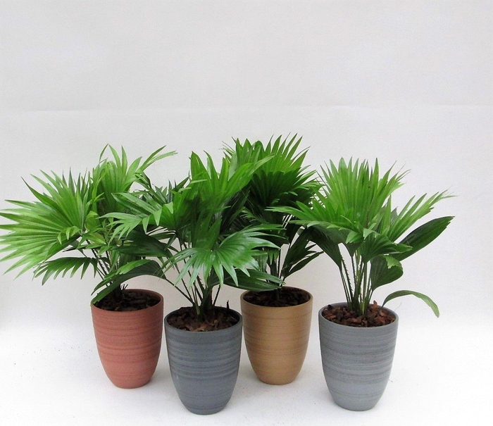 <h4>Livistona 830 mix potkleuren</h4>