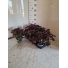 Heuch Mi Palace Purp