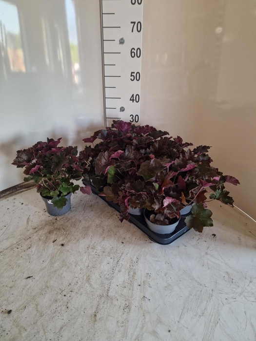Heuch Mi Palace Purp
