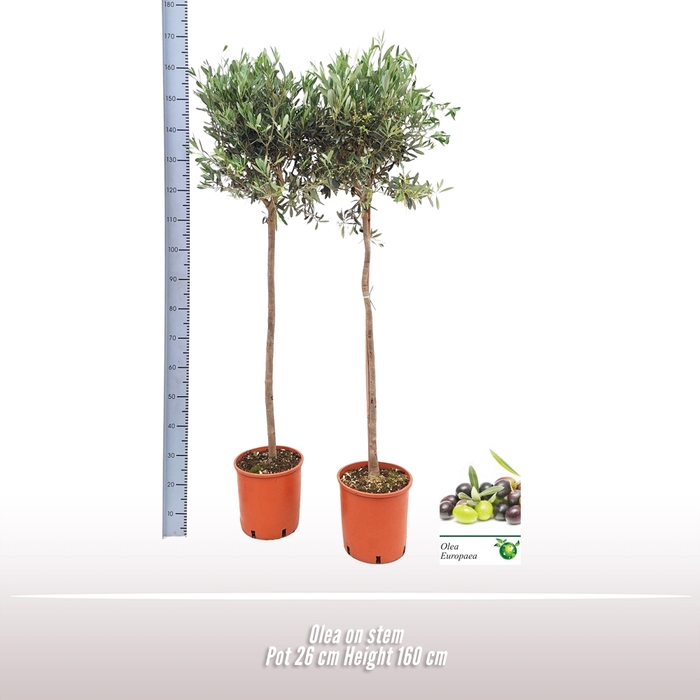 <h4>Olea europaea</h4>