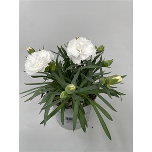 Dianthus Whitney p9