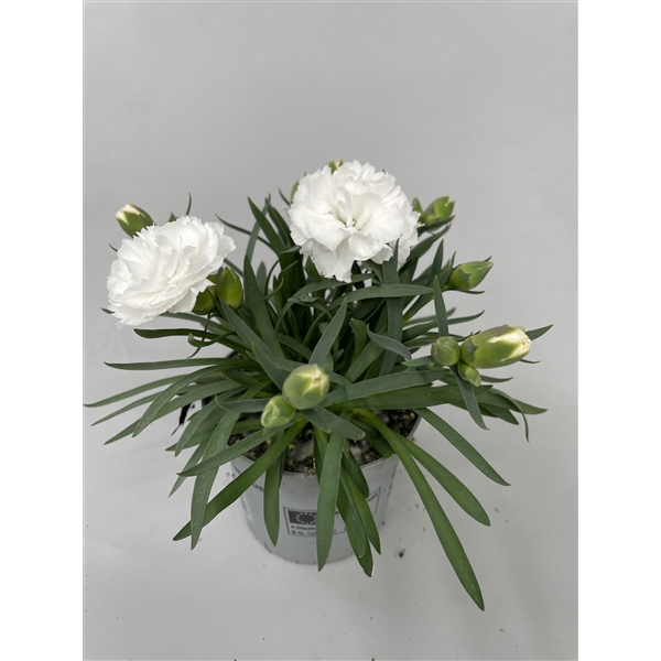 <h4>Dianthus Whitney p9</h4>
