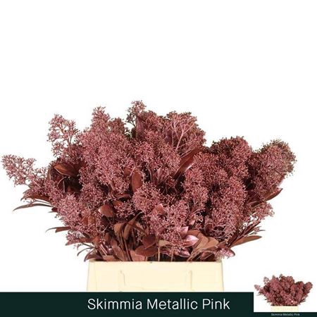 <h4>Skim Ov Bs Metalic Pink Klbh</h4>