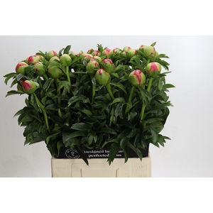 Paeonia Coral Sunset
